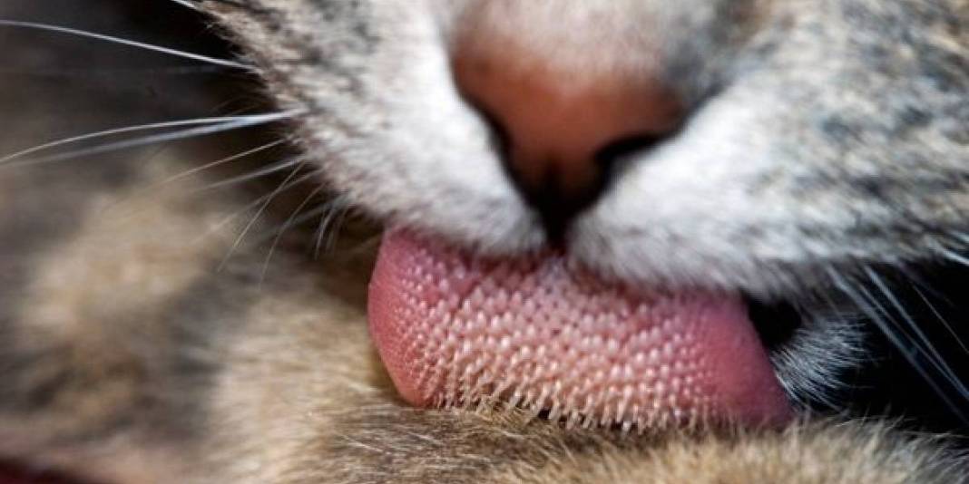 Kediler neden kendini yalar? Asıl sebep belli oldu: Sadece hijyen değilmiş! 2